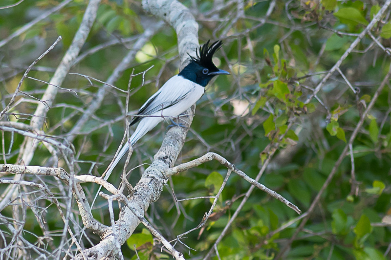 Aziatische Paradijsmonarch